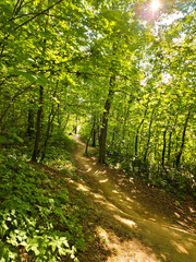 Fototapeta premium Road is in a beautiful green forest.