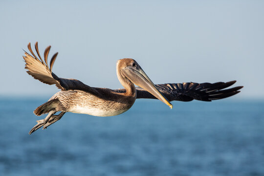 Brown pelican, Florida, Key west
