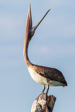 Brown pelican, Florida, Key west