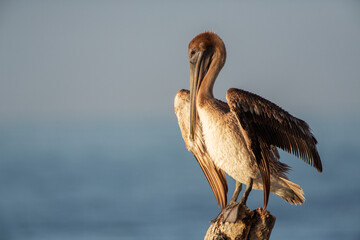 Brown pelican, Florida, Key west