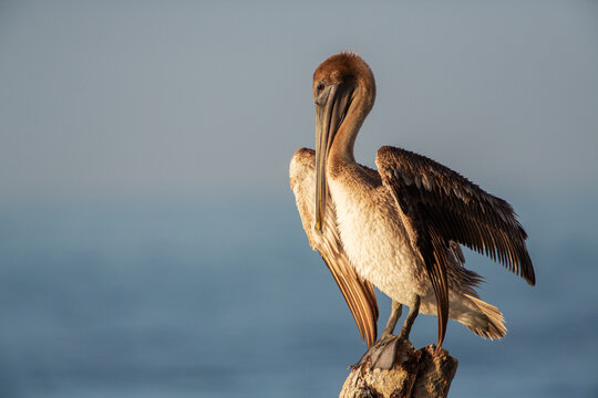 Brown pelican, Florida, Key west