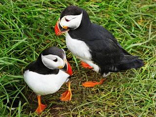 cute puffins birds