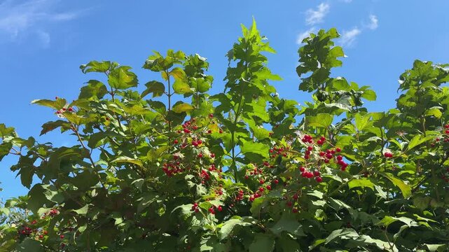 Viburnum bush with red berries. The fruits are used in medicine.