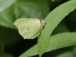 Motyl latolistek cytrynek (Gonepteryx rhamni) w ogrodzie © Nature Observatory