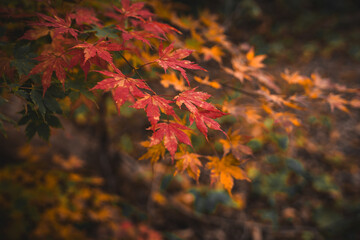 Autumn Leaves color of maple leaf. red yellow Orange Leaves foliage falling in forest, colorful seasonal of October and November background or wallpaper. halloween. Natural or environmental display.