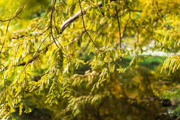 黄葉したメタセコイア