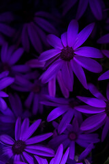 violet flowers on dark background