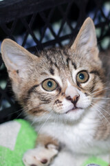 Obraz premium A small cat is seated in a basket, gazing at the camera with its head up
