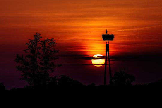 Storchennest im Sonnenuntergang