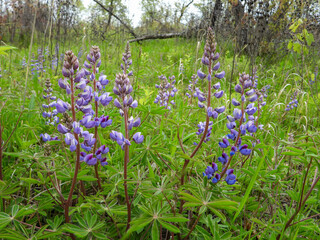 Fototapeta premium Lupinus perennis | Wild Lupine | Native North American Wildflower