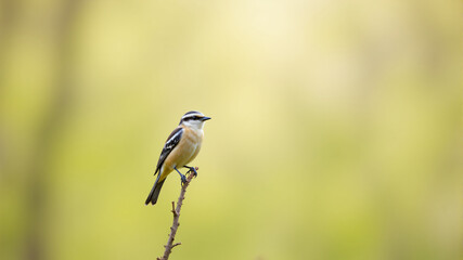 Obraz premium Captivating Bird Photography A Glimpse into Nature's Beauty and Wildlife Diversity