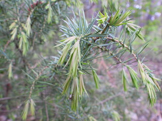 drzewo iglaste jako krajobraz lasu