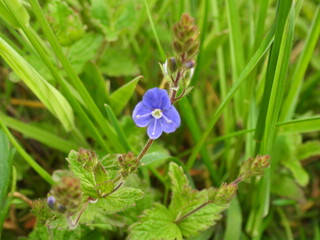 mały fioletowy kwiat na tle zieleni