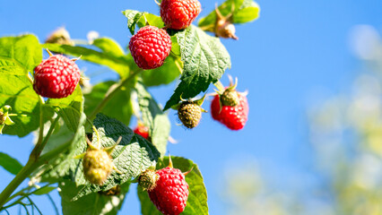 A bunch of red raspberries hanging from a tree. The sky is blue and clear. The raspberries are ripe and ready to be picked