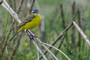 Obraz premium yellow wagtail on a branch