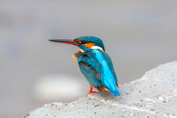 cute multi-colored bird watches over its prey in the stream to feed, Common Kingfisher, Alcedo Atthis