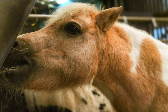 Extreme close-up and headshot up of a beautiful, soft haired Shetland Pony in the farmyard barn at Folly Farm in Kilgetty, Pembrokeshire, Wales. This cute animal is part of the petting farm attraction