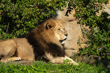 The lion, Panthera leo is one of the four big cats in the genus Panthera