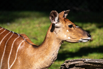 Obraz premium Nyala Antelope - Tragelaphus angasii. Wild life animal.