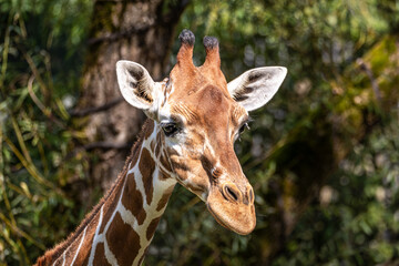 The giraffe, Giraffa camelopardalis is an African mammal © rudiernst
