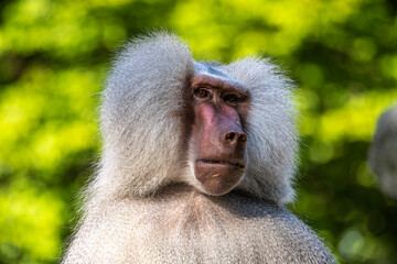 Fototapeta premium The hamadryas baboon, Papio hamadryas is a species of baboon