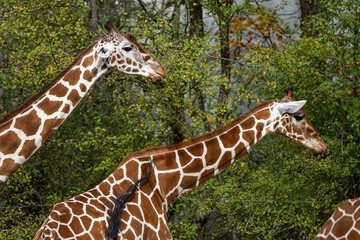 The giraffe, Giraffa camelopardalis is an African mammal © rudiernst