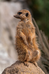 Meerkat, Suricata suricatta sitting on a stone and looking into the distance
