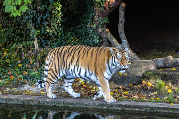 The Siberian tiger,Panthera tigris altaica in a park