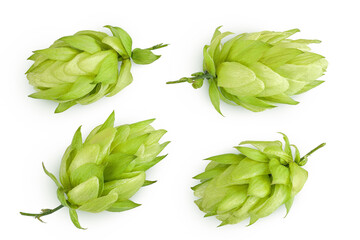 Hop cones isolated on white background. Beer brewing ingredients. Top view. Flat lay