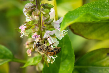 Fototapeta premium Bee on a flower that grows on a plant called basil, known as albahaca in México.