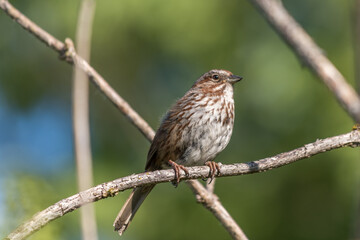 Small female sparrow sitting on a branch