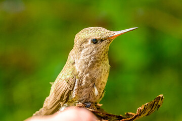 Hummingbird resting on a piece of wood.