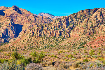 Sunlit Cliffs and Yucca Plants Red Rock Canyon Low Eye-Level Perspective