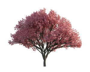 Fototapeta premium Japanese cherry - Front view, transparent background, png, 3d rendering