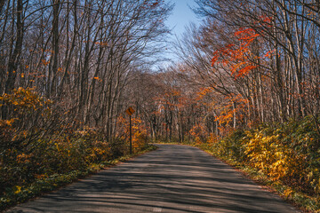 Obraz premium Road way to nature in Hakoda mountain to Towada and Jogakura bridge view in Japan, travel destinations in autumn and fall season. Color of nature, season and leaf. Maple tree, woodland landscaped.