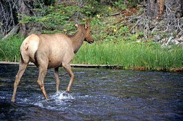 Fototapeta premium Cerf du Canada, Wapiti, Cervus canadensis, Parc national du Yelowstone, USA