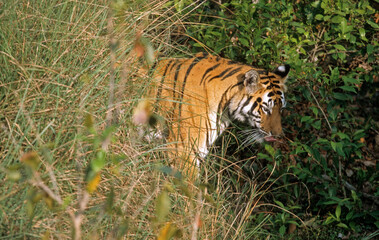 Tigre, Phantera tigris, Parc national de Bandhavgarh, Inde