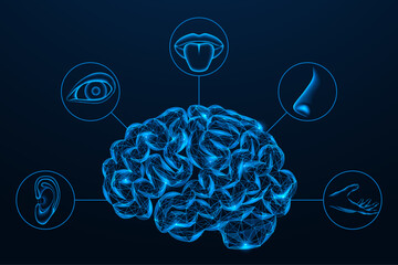 Human brain combines five senses. Polygonal design of interconnected elements. Blue background.