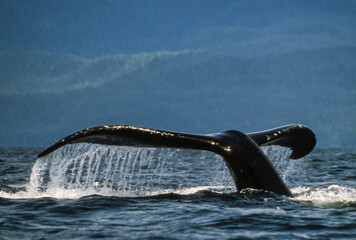 Obraz premium Baleine à bosse, Megaptera novaeangliae