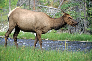 Fototapeta premium Cerf du Canada, Wapiti, Cervus canadensis, Parc national du Yelowstone, USA