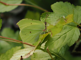 Motyl latolistek cytrynek (Gonepteryx rhamni) wśród liści w ogrodzie © Nature Observatory