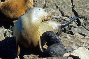 Lion de mer, femelle et jeune, allaitement, Artocephalus australis australis, Iles Falkland,...