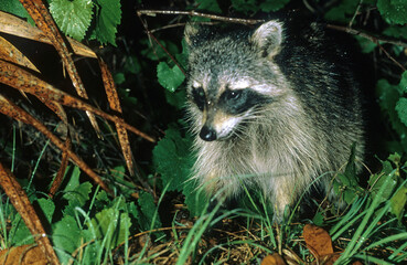 Raton laveur Procyon lotor