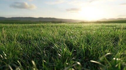 Fototapeta premium Fresh Morning Light Illuminates Dewy Grass in an Expansive Natural Landscape with Rolling Hills Under a Clear Sky and Gentle Cloud Cover