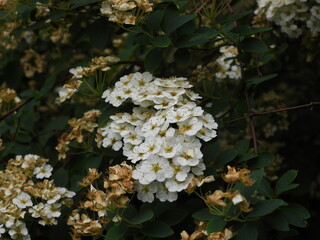 białe kwiaty na tle zieleni jako tło roślinne © Maciej