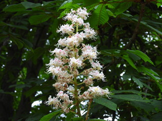 Białe kwiaty kasztanowca jako krajobraz wiosny © Maciej