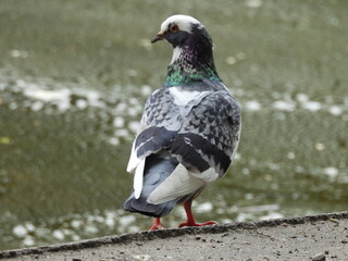 portret kolorowego gołębia w parku miejskim © Maciej