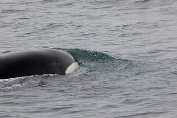 Fototapeta premium Wale