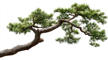 Fototapeta premium Elegant Pine Tree Branch with Lush Green Needles Against a White Background, Perfect for Nature-Themed Designs and Eco-Friendly Projects