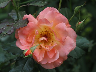 Kwiat róży rosnącej w przydomowym ogrodzie © Nature Observatory